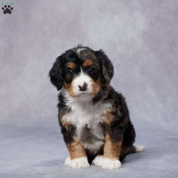 Dolly, Mini Bernedoodle Puppy